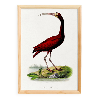 Poster about the scarlet ibis, based on an old engraving from 1842.