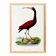 Poster about the scarlet ibis, based on an old engraving from 1842.