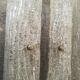 Totem lamp design 1960 Arlus