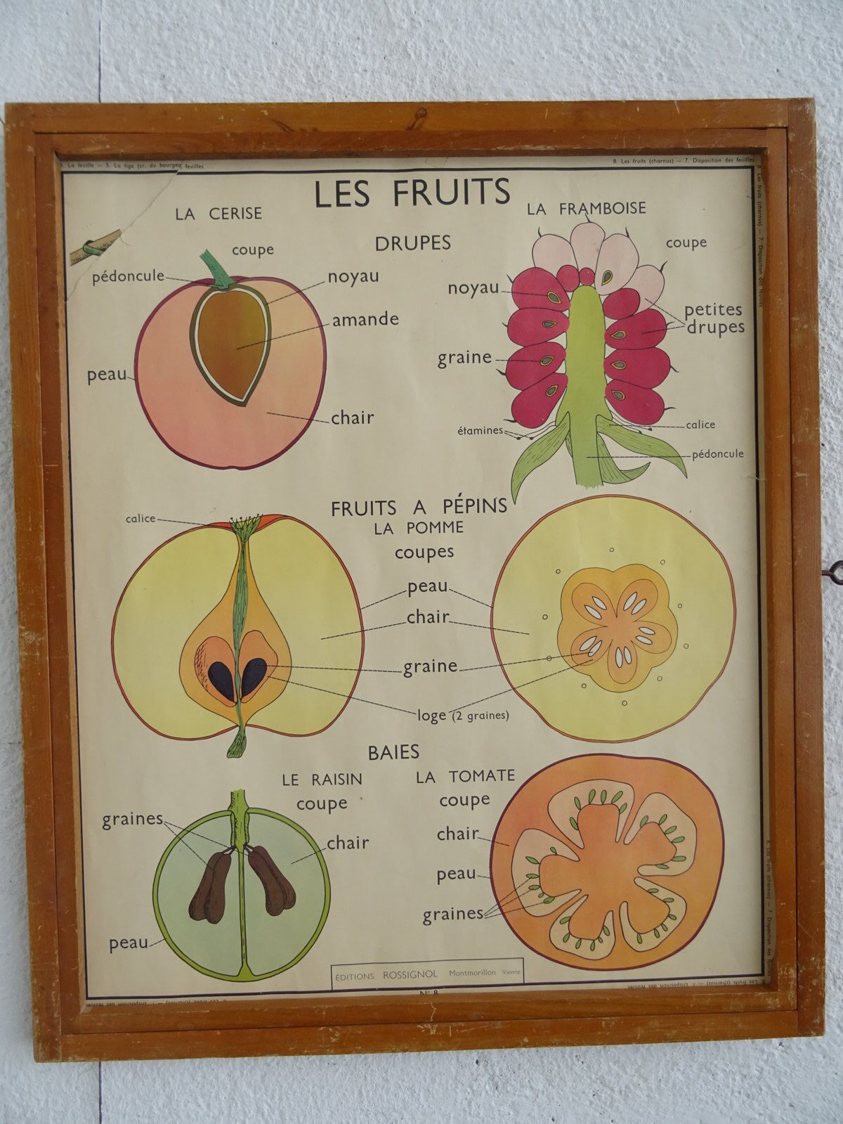 Set of 10 Rossignol posters on plants with frame