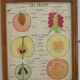 Set of 10 Rossignol posters on plants with frame