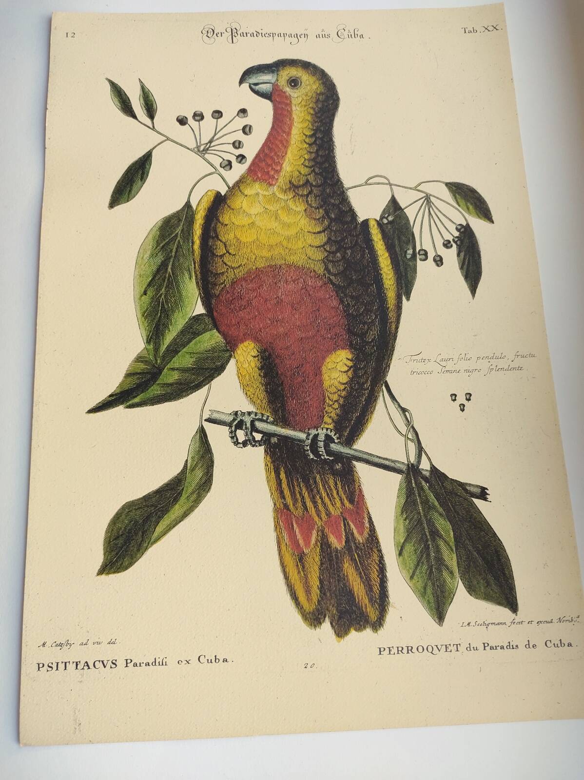 Old bird engraving - Parrot of Paradise of Cuba - Zoological plate by Seligmann & Catesby