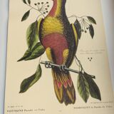 Old bird engraving - Parrot of Paradise of Cuba - Zoological plate by Seligmann & Catesby