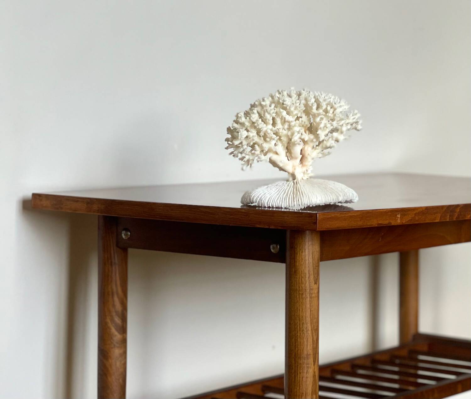 White coral on a natural base