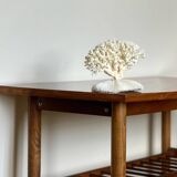 White coral on a natural base