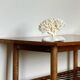 White coral on a natural base