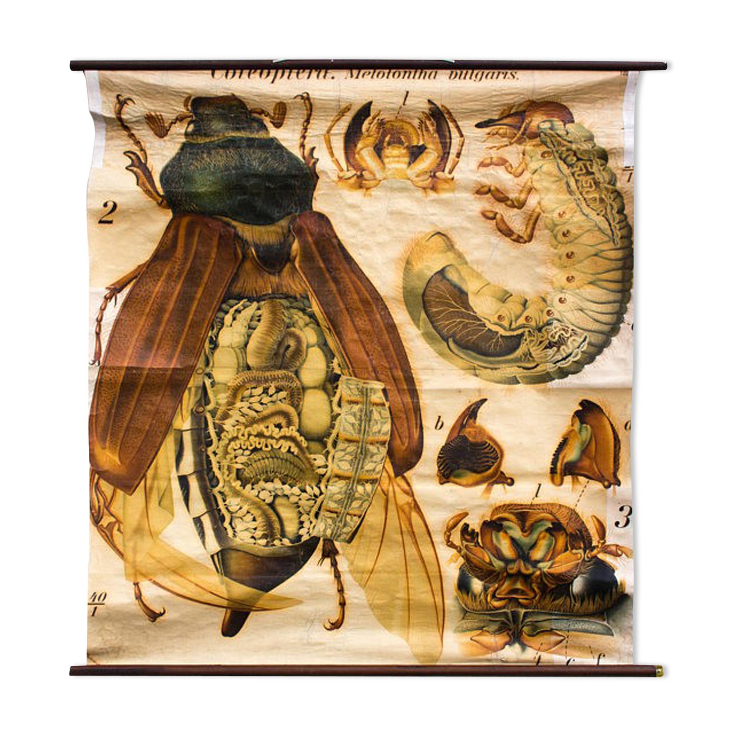 🔎 Vintage Poster from the early 20th century Paul Pfurtscheller Zoological Wall Chart Chafer
