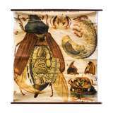🔎 Vintage Poster from the early 20th century Paul Pfurtscheller Zoological Wall Chart Chafer