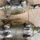 Set de 4 cochons cendriers en bronze Pfizer