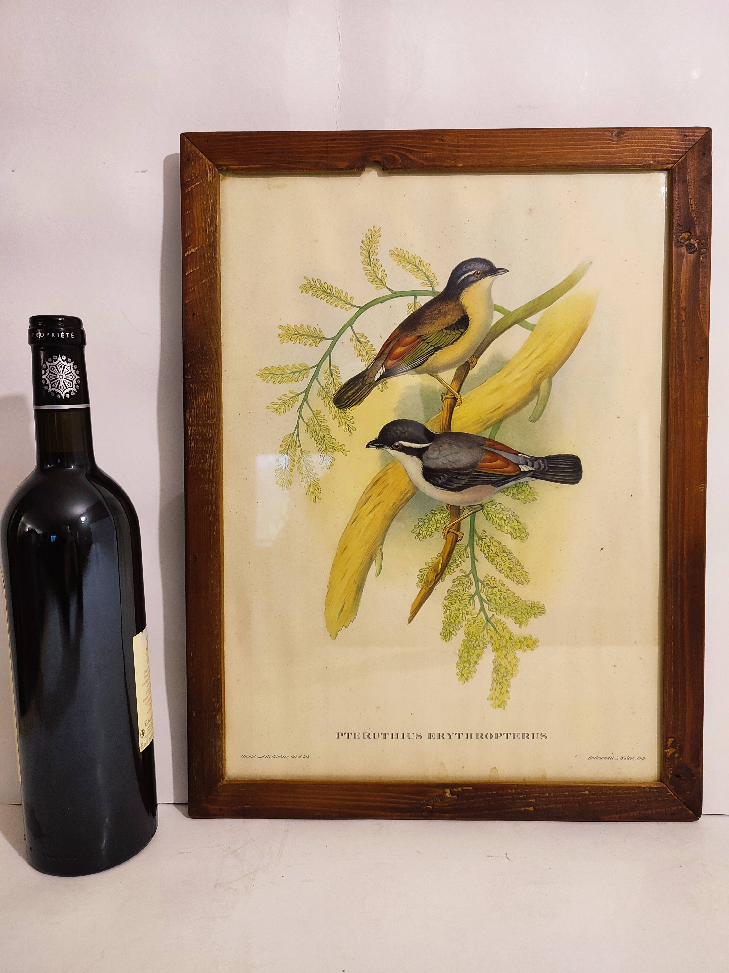 Hand-Enhanced Gould Bird Lithograph Painting / 1950's England / Ptilinopus Ewingii