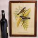 Hand-Enhanced Gould Bird Lithograph Painting / 1950's England / Ptilinopus Ewingii