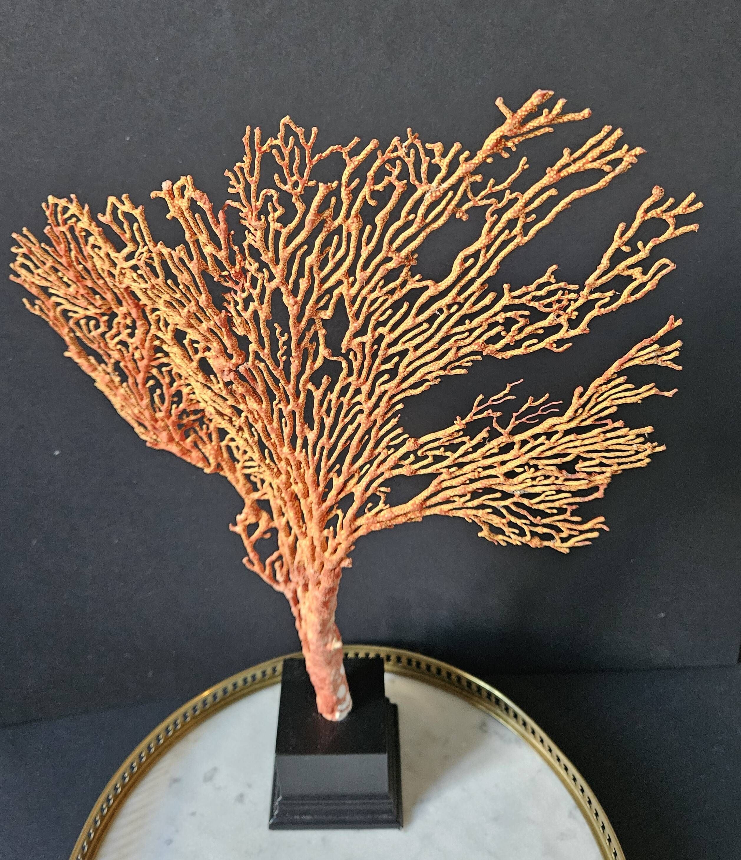 Gorgone Rouge XXL Wooden Base. H: 40 cm | Curiosity Decorative Object