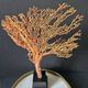 Gorgone Rouge XXL Wooden Base. H: 40 cm | Curiosity Decorative Object