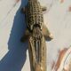 bronze crocodile ashtray 35 cm
