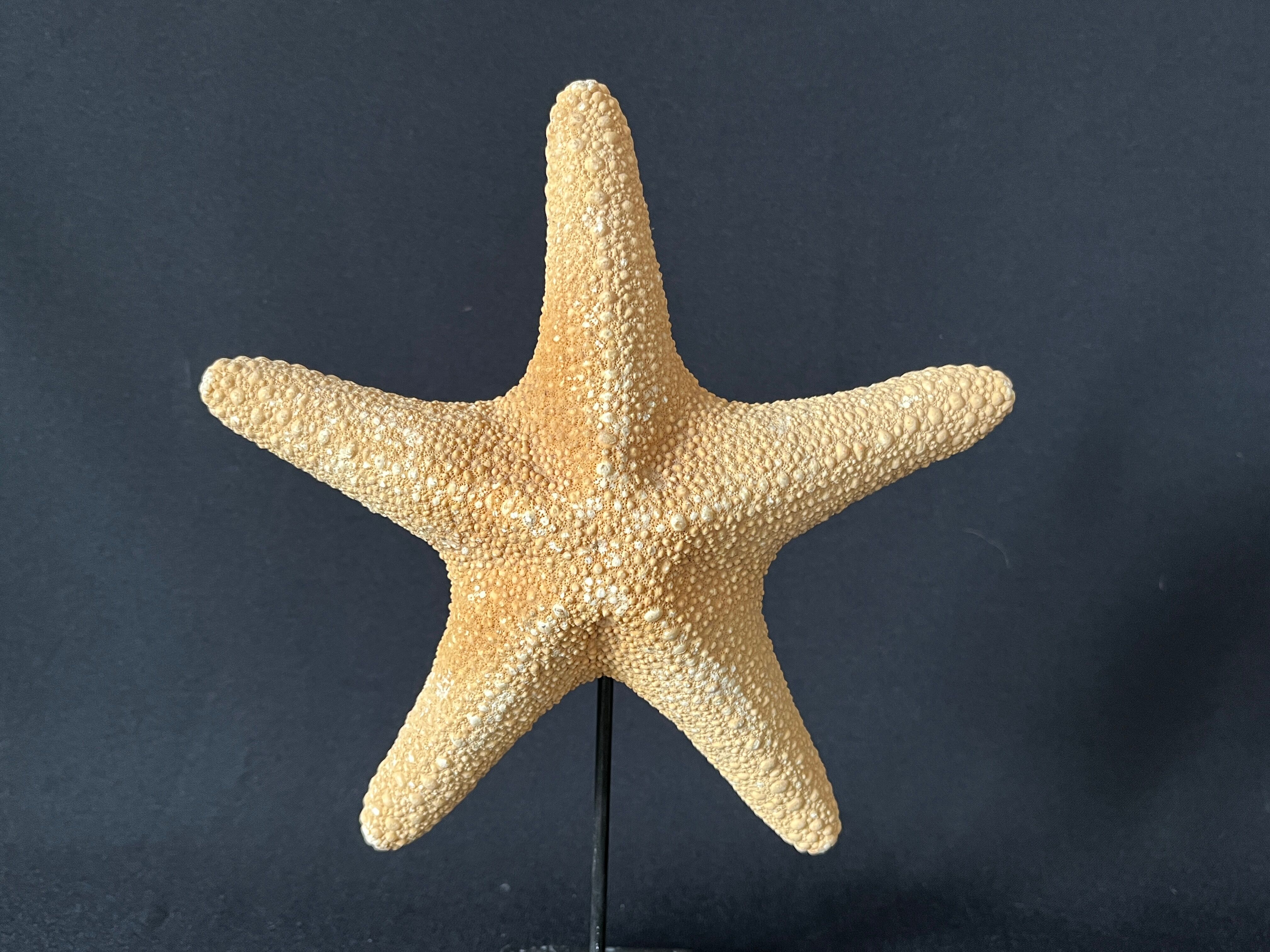 Cabinet of curiosities natural starfish on marble shell base