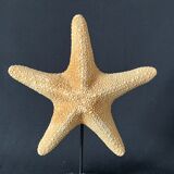 Cabinet of curiosities natural starfish on marble shell base
