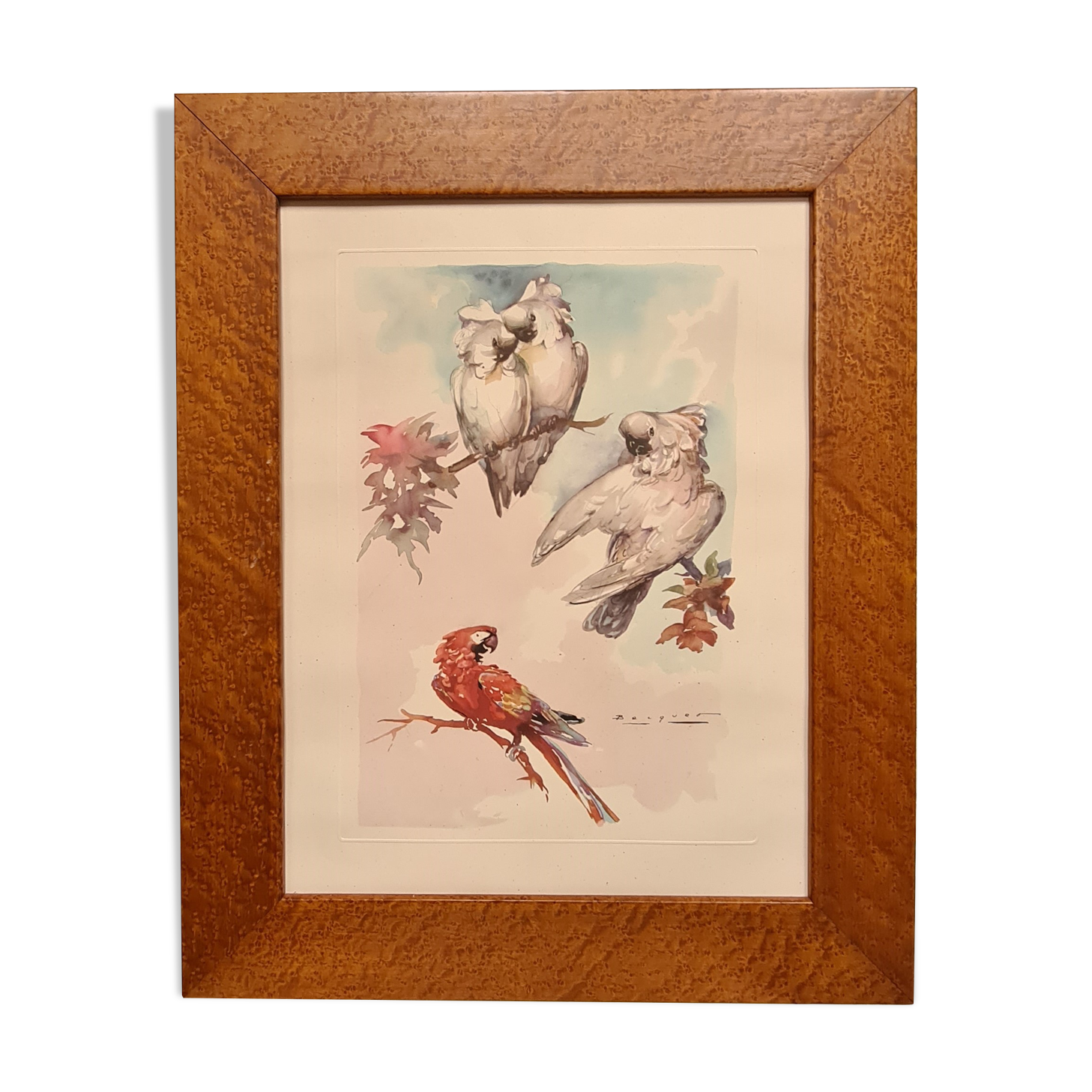 lithography of Watercolor signed with parrot in a magnifying glass frame 62x50