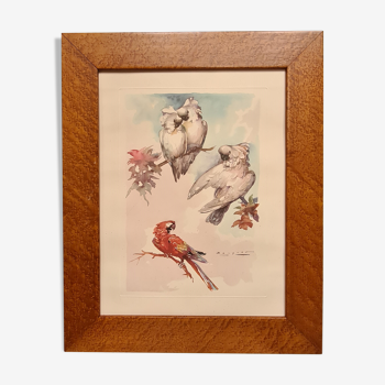 Lithographie d'aquarelle signé  avec perroquet dans un cadre en loupe 62x50