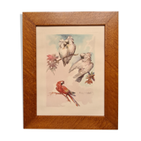 lithography of Watercolor signed with parrot in a magnifying glass frame 62x50