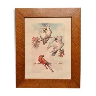 lithography of Watercolor signed with parrot in a magnifying glass frame 62x50