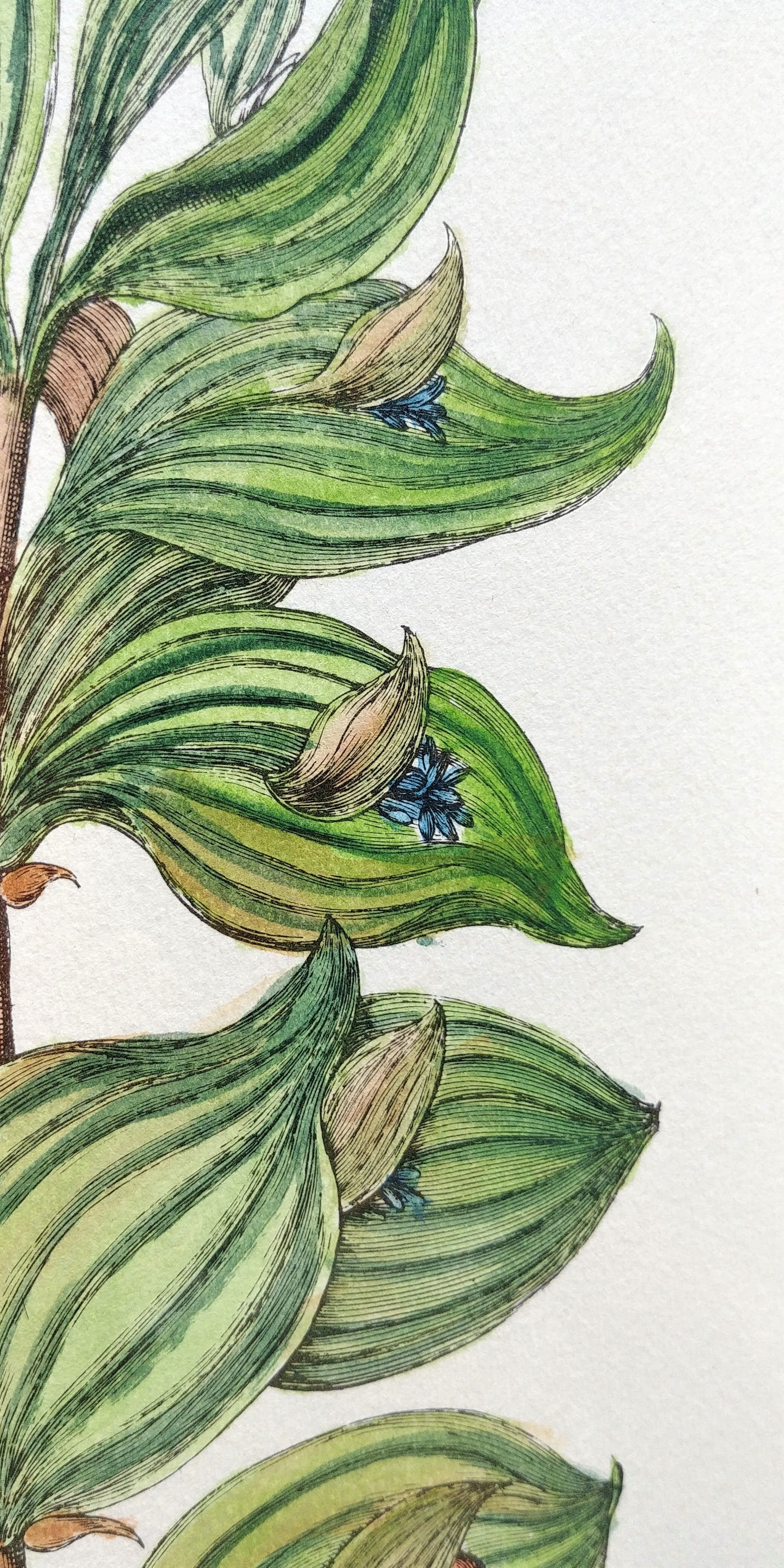 Botanical board