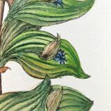 Botanical board