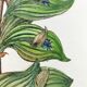 Botanical board