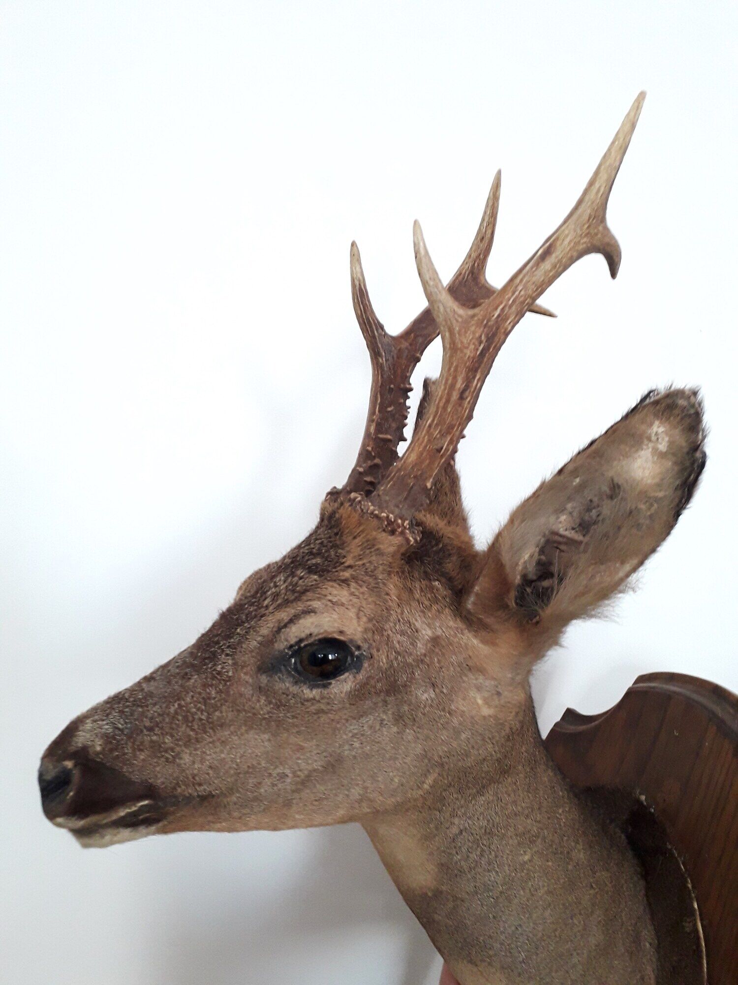 Taxidermy naturalized deer on wooden squifer - 1986