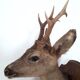 Taxidermy naturalized deer on wooden squifer - 1986