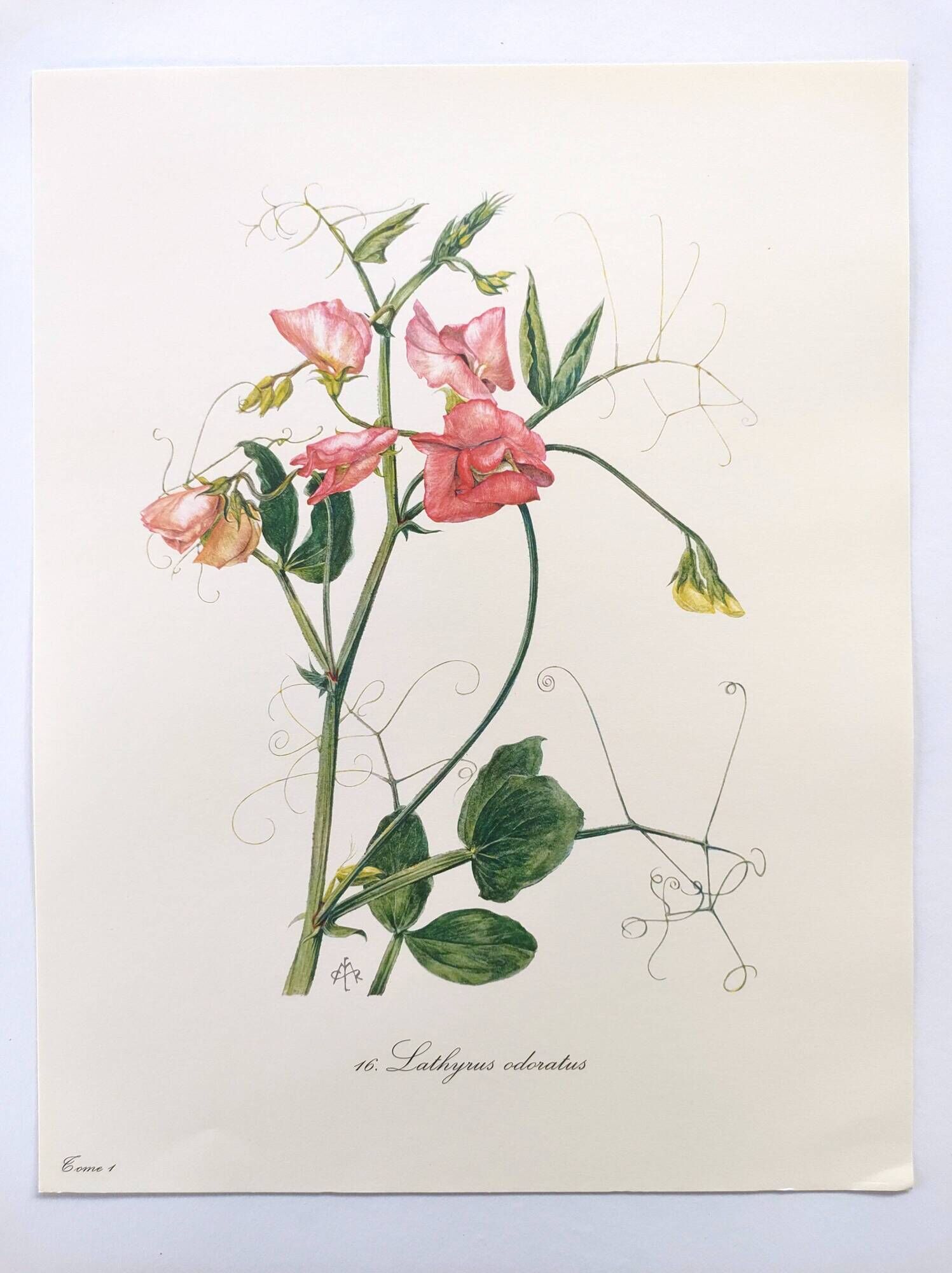 Vintage botanical engraving from 1962 - Sweet Pea - Flower board - Watercolor M.Rollinat