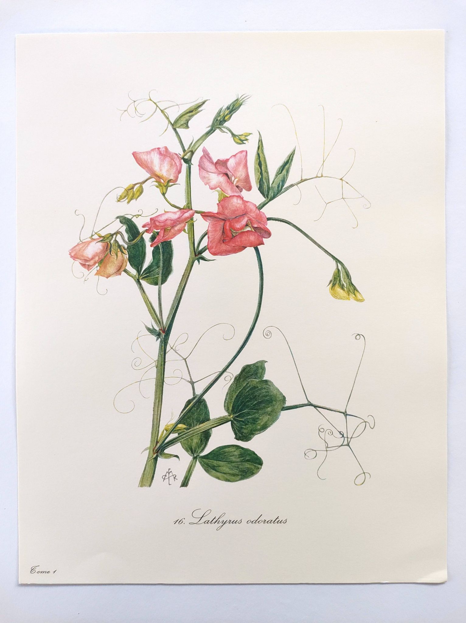 Vintage botanical engraving from 1962 - Sweet Pea - Flower board - Watercolor M.Rollinat