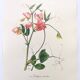 Vintage botanical engraving from 1962 - Sweet Pea - Flower board - Watercolor M.Rollinat
