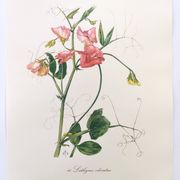 Vintage botanical engraving from 1962 - Sweet Pea - Flower board - Watercolor M.Rollinat