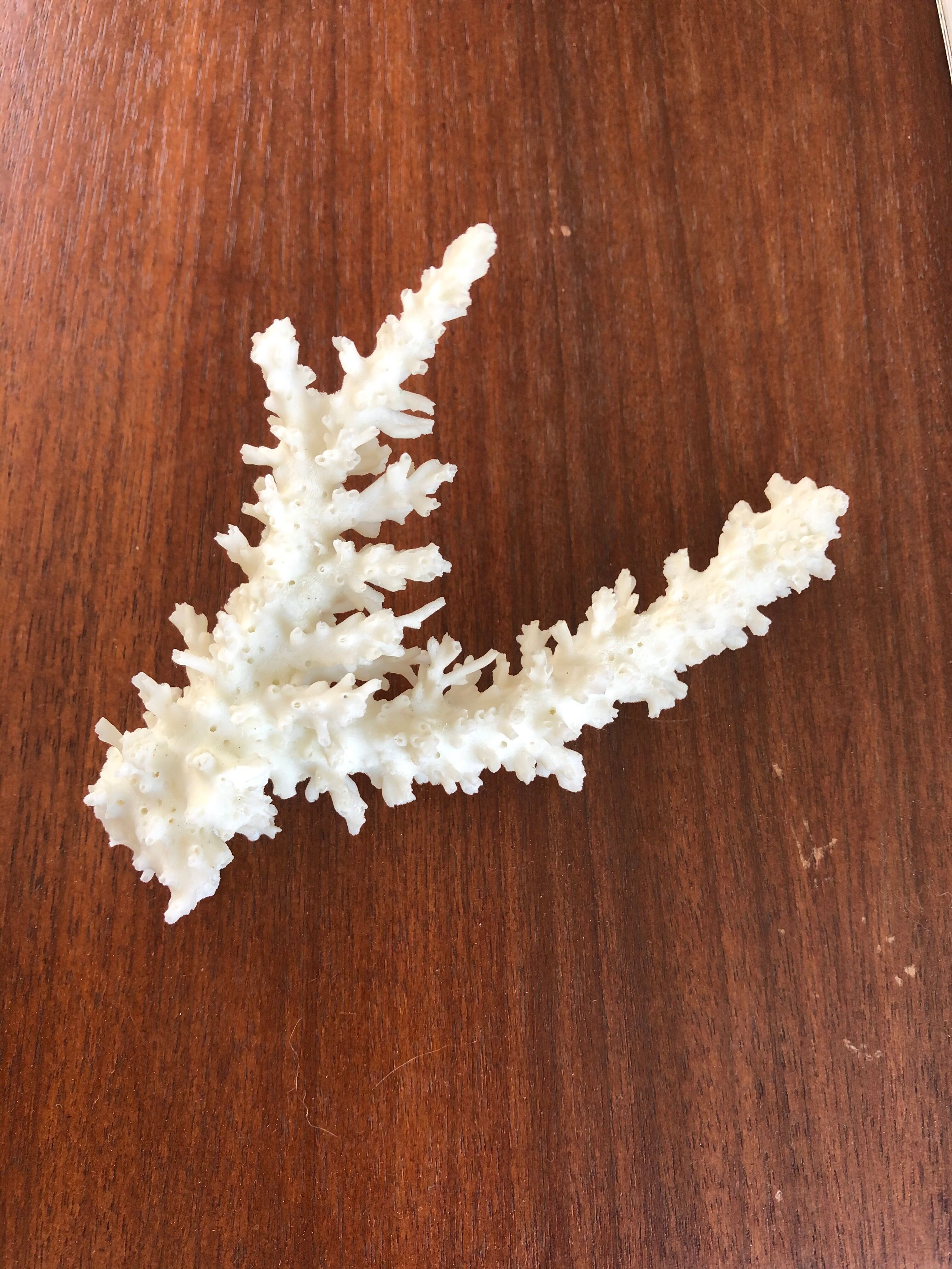 Ancient white coral