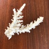 Ancient white coral