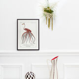 Chimera lithograph animal engraving - the pink flamoulpe