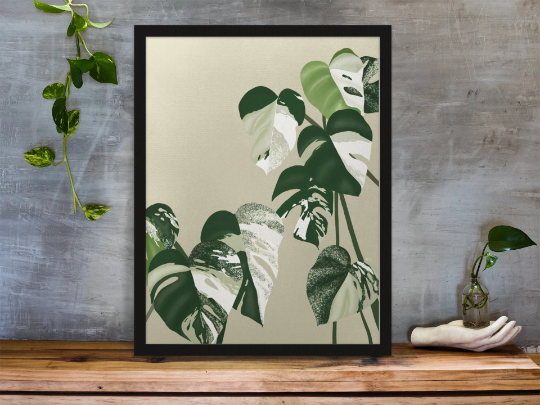 Illustration "Monstera Marbrée" by Noums Atelier
