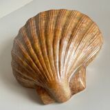 Shell wall enameled by aljezur