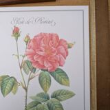 Botanical plate Rose of Provins