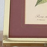 Botanical poster, P-J Redouté, brass frame