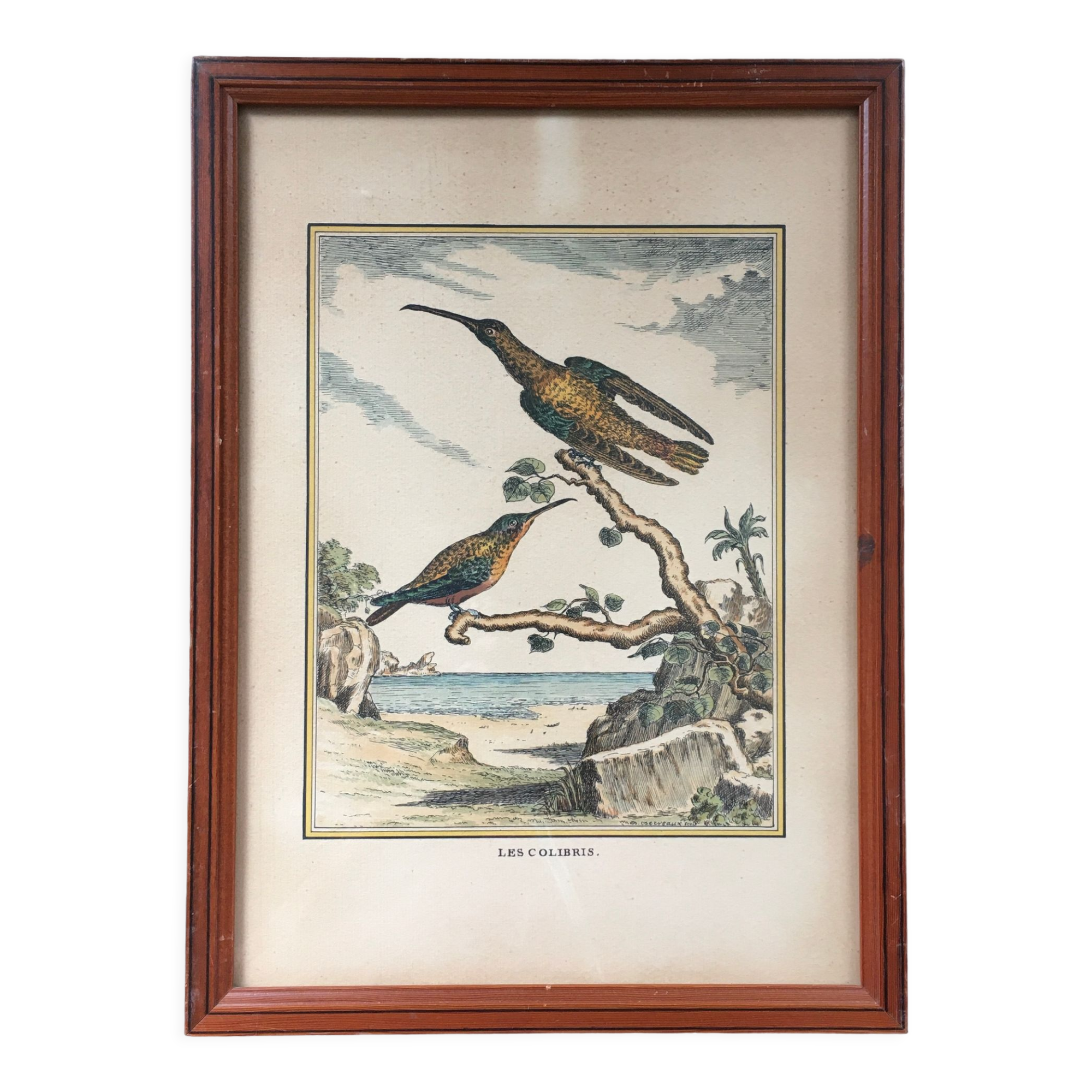 Illustration of hummingbirds.