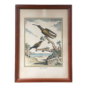 Illustration les colibris