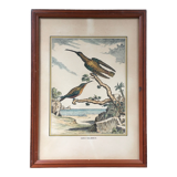 Illustration les colibris