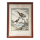 Illustration of hummingbirds.