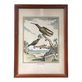 Illustration les colibris