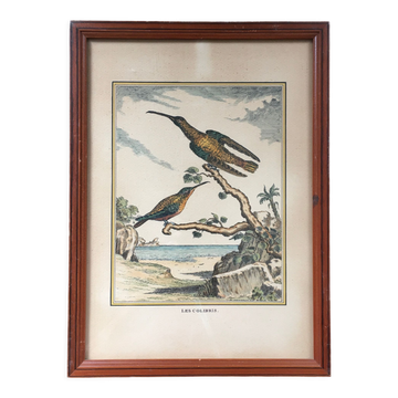 Illustration les colibris