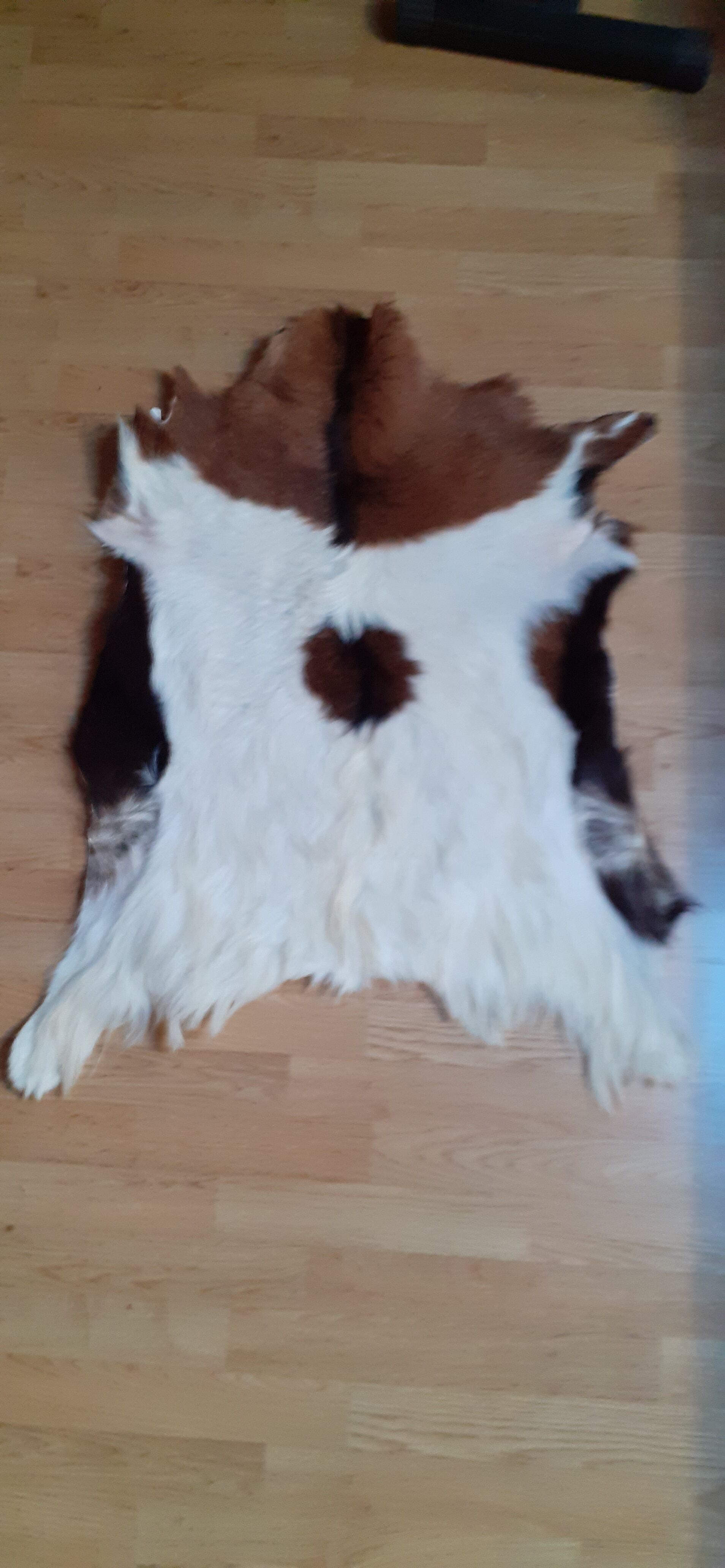 New goat skin