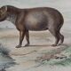 Planche zoologique originale " porc-épic, urson, tapir - buffon 1838