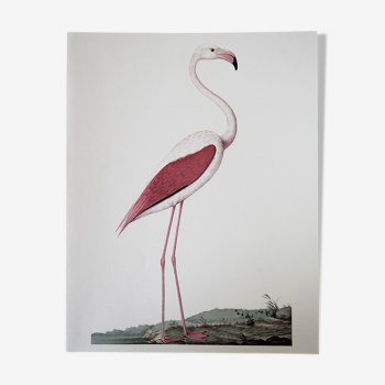 Ornithological board The Pink Flament