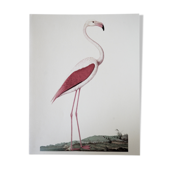 Planche ornithologique Le Flament rose